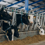 cows feeding in a cowshed