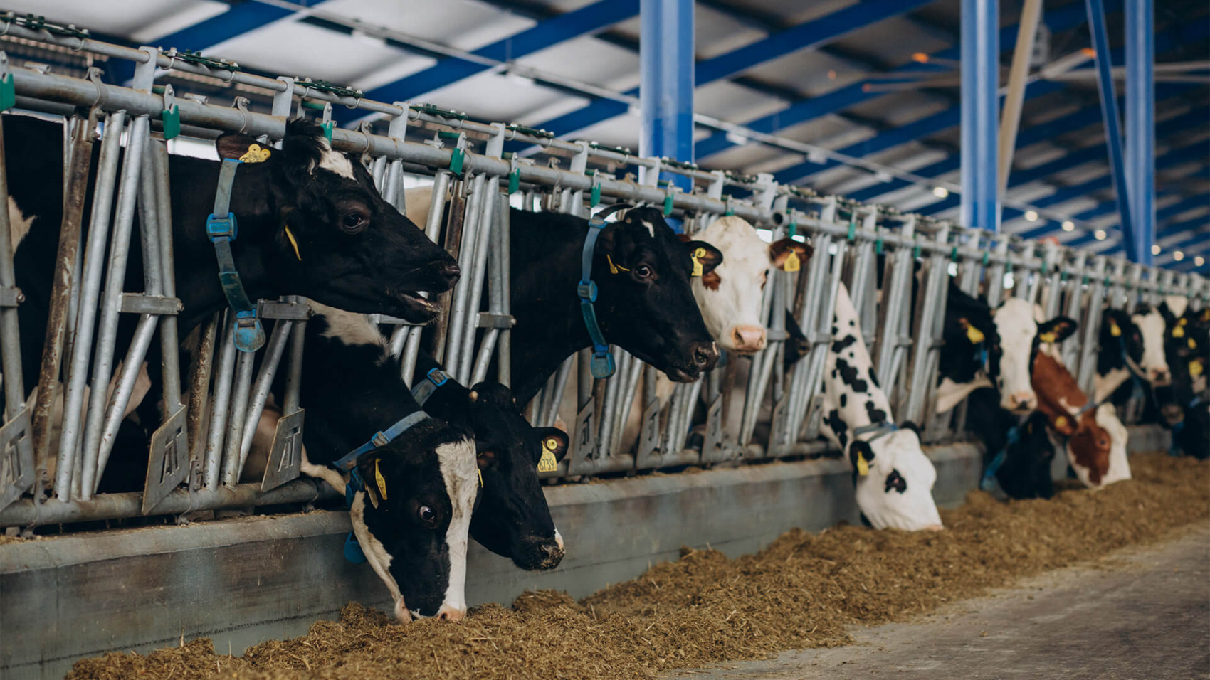 cows feeding in a cowshed