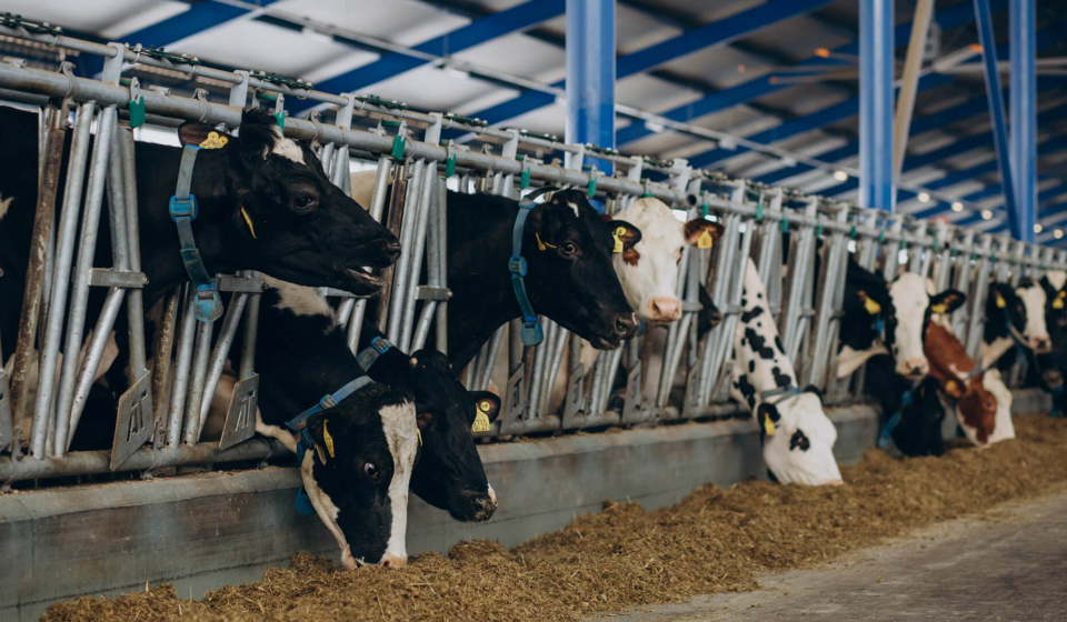 cows feeding in a cowshed