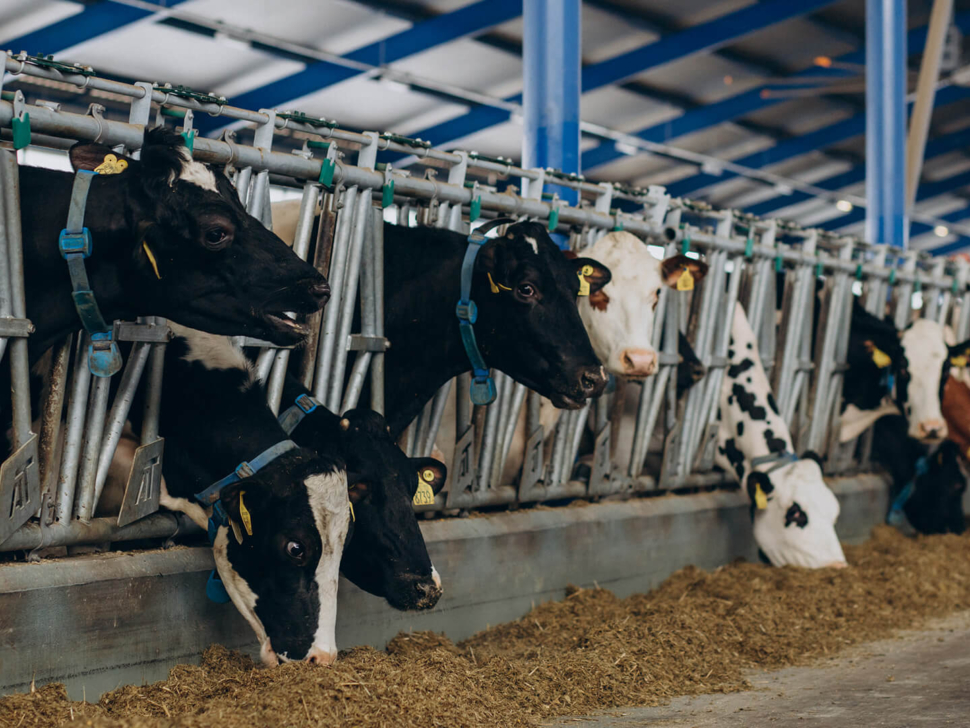 cows feeding in a cowshed