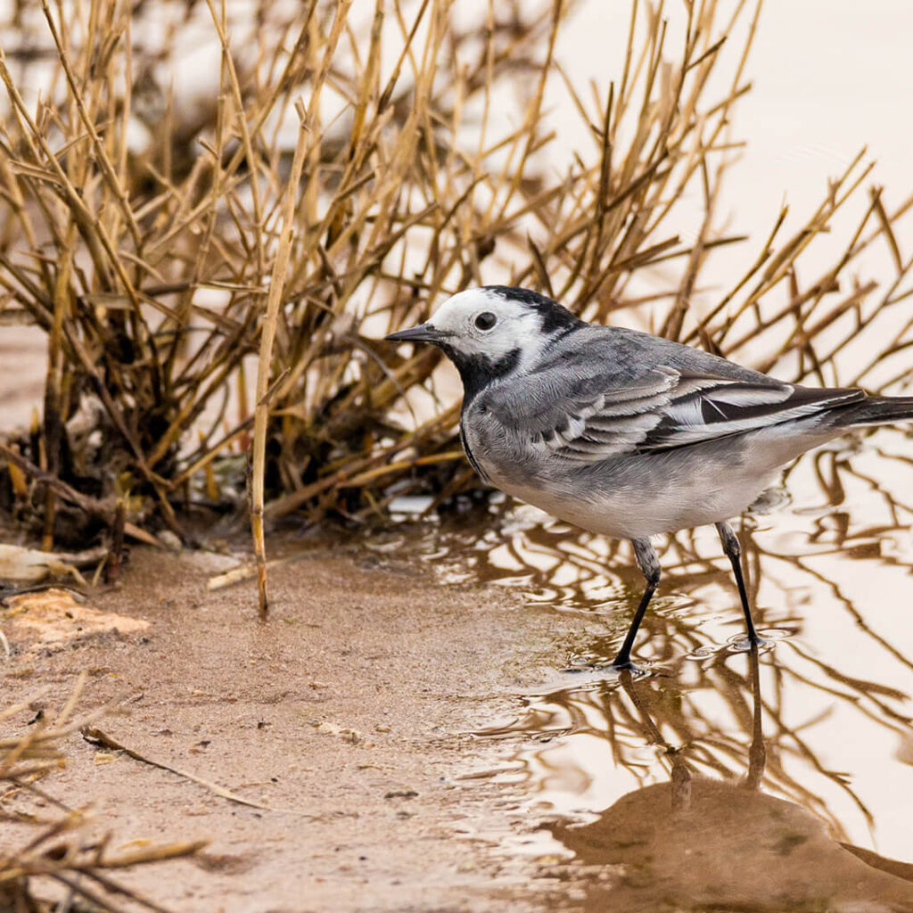 a bird on the edge of the bank of a river